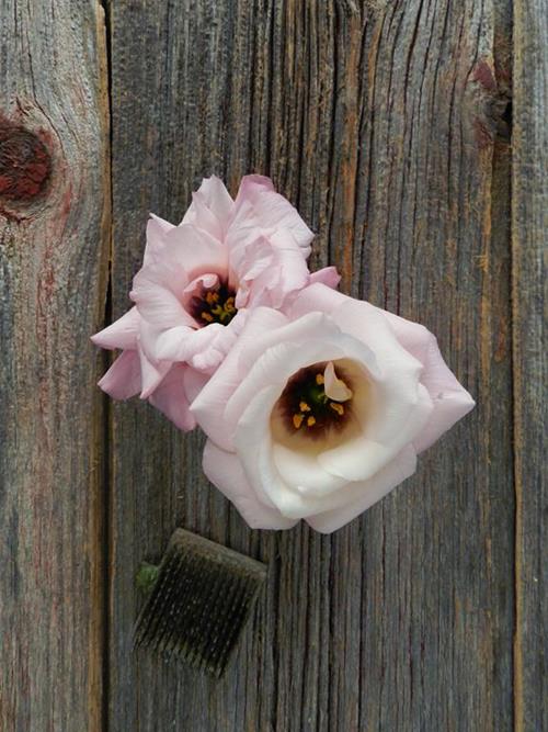 PINK LISIANTHUS